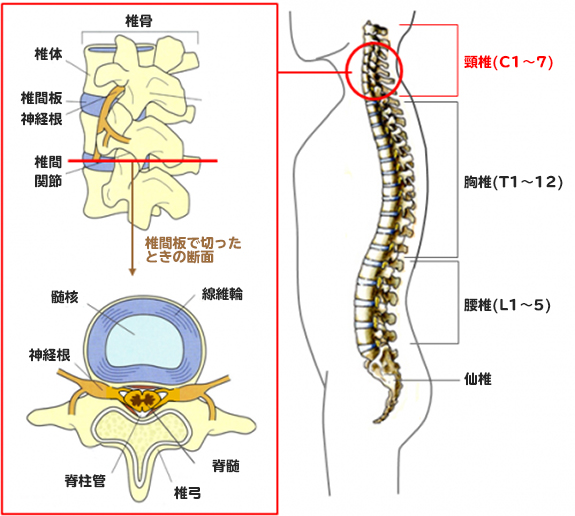 「頚椎」とは首の骨の事